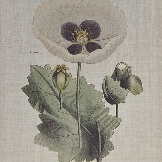 Madison Park Herbal Botany Botanical Illustration 4-pc. Framed Wall Art Sets