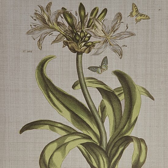 Madison Park Herbal Botany Botanical Illustration 4-pc. Framed Wall Art Sets