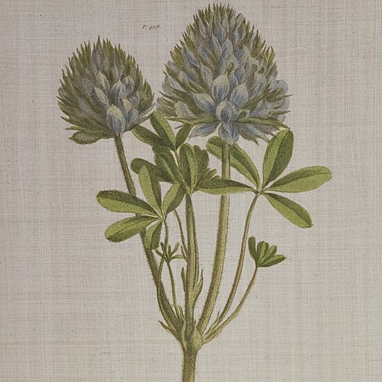 Madison Park Herbal Botany Botanical Illustration 4-pc. Framed Wall Art Sets