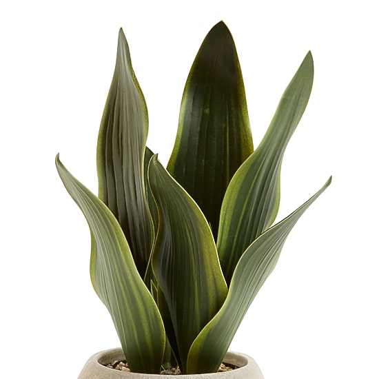 Linden Street 12in Snake Artificial Plant