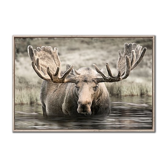 Streamline Art Moose Hot Springs Framed Canvas Art