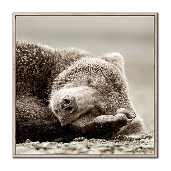 Streamline Art Sleeping Bear Canvas Art