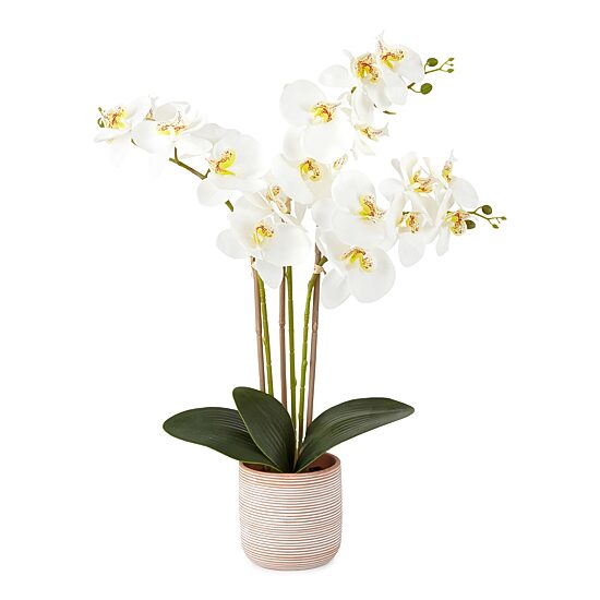 Linden Street 19" Potted Orchid Floral Arrangement