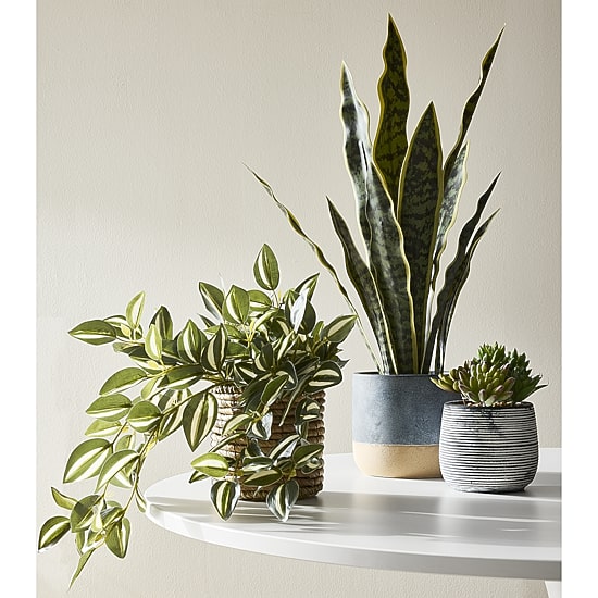 Linden Street 22.25in Snake Artificial Plant