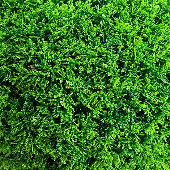 Nearly Natural 16" Mediterranean Cypress Artificial Plant
