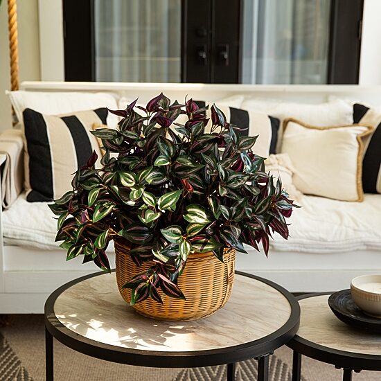 Nearly Natural 19" Wandering Jew Artificial Flowers