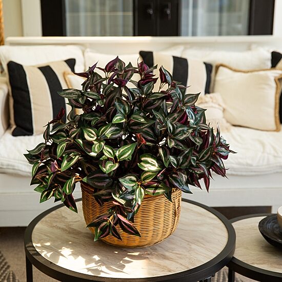 Nearly Natural 19" Wandering Jew Artificial Flowers