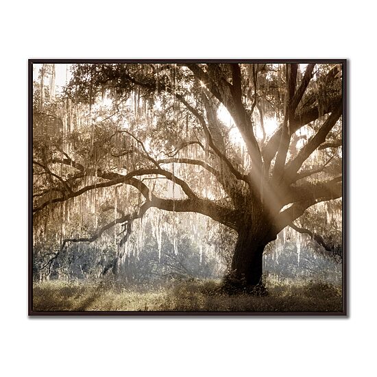 Streamline Art Virginia Oak Printed Framed Canvas Art