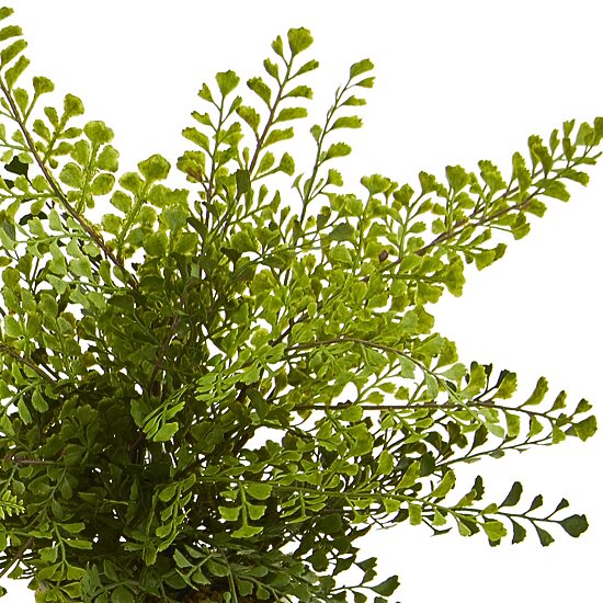 14” Assorted Ferns with Planter Artificial Plant; Set of 3