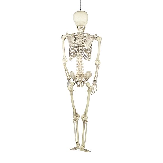 Northlight 5' Life Size Skeleton Halloween Yard Art