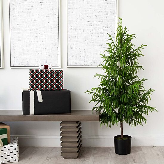 Nearly Natural Artificial Norfolk Pine 5 Foot Potted Pine Christmas Tree
