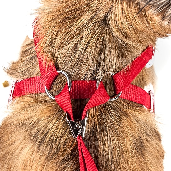 Pet Life Luxe 'Spawling' 2-In-1 Mesh Reversed Adjustable-Leash W/ Fashion Bowtie Dog Harness