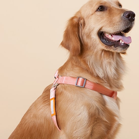 Touchdog Macaron' 2-In-1 Durable Nylon Leash Dog Harness