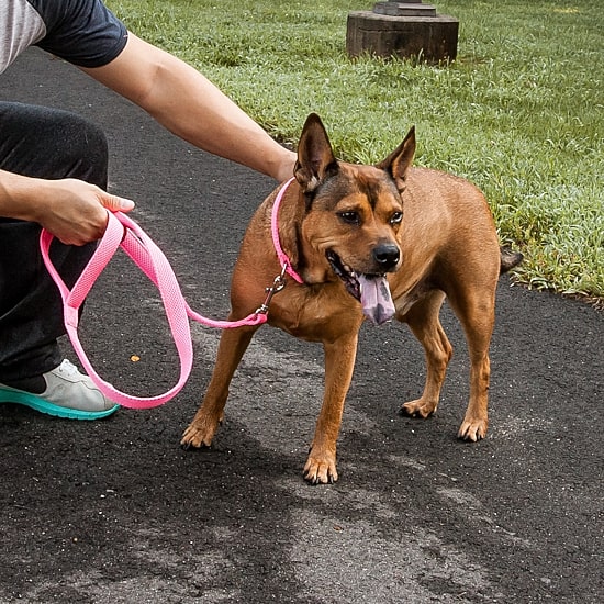 Pet Life Aero Mesh' 2-In-1 Dual Sided Comfortable And Breathable Adjustable Mesh-Collar 4 Ft Dog Leash