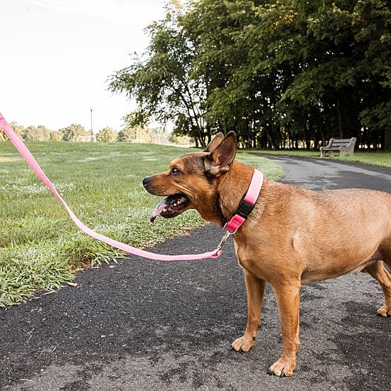 Pet Life Aero Mesh' 2-In-1 Dual Sided Comfortable And Breathable Adjustable Mesh-Collar 4 Ft Dog Leash