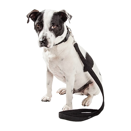 Pet Life Aero Mesh 2-In-1 Dual Sided Comfortable And Breathable Adjustable Mesh-Collar Dog Leash