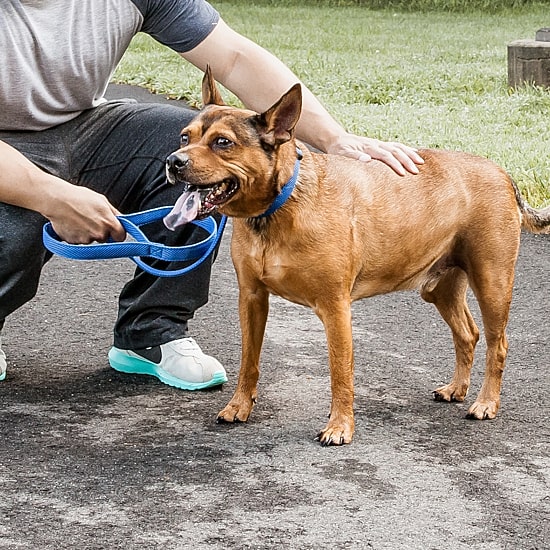 Pet Life Aero Mesh' 2-In-1 Dual Sided Comfortable And Breathable Adjustable Mesh-Collar 4 Ft Dog Leash