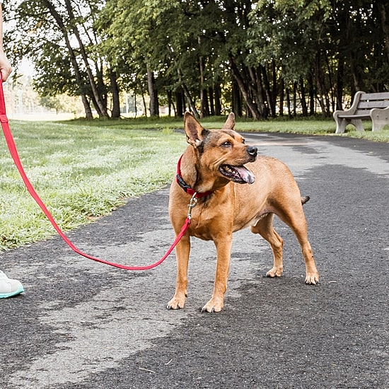 Pet Life Aero Mesh 2-In-1 Dual Sided Comfortable And Breathable Adjustable Mesh-Collar 4 Ft Dog Leash