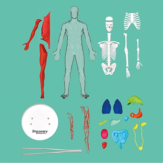 Discovery™ #Mindblown 3D Human Anatomy 28-Piece Biology Model