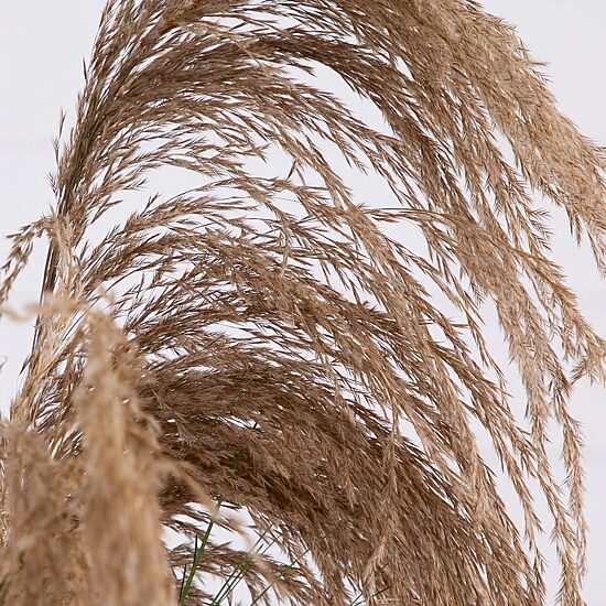 Nearly Natural 4ft. Green Pampas Grass Artificial Plant