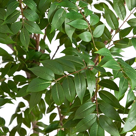 Nearly Natural 8ft. Green Sumac Indoor Artificial Tree