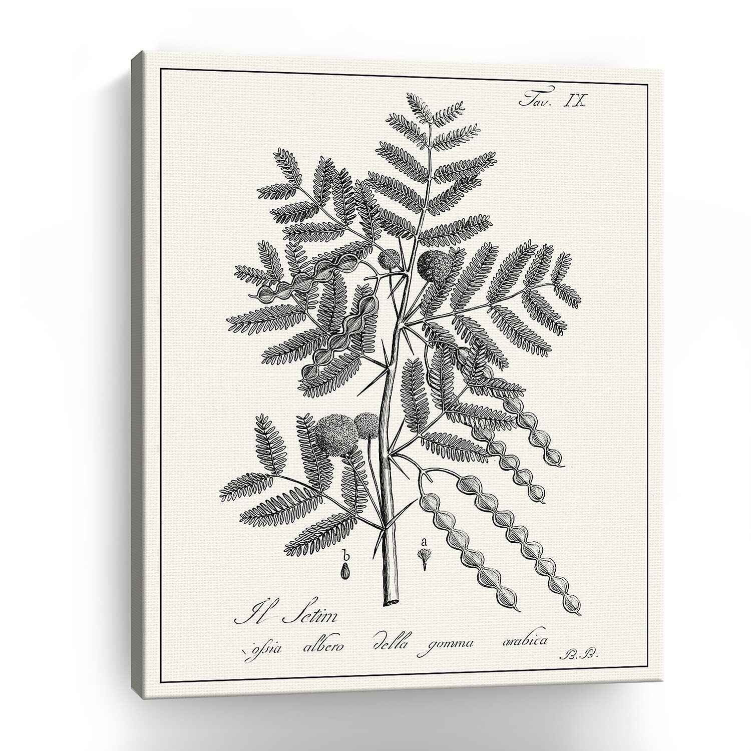Lumaprints Antique Black & White Botanical I Giclee Canvas Art