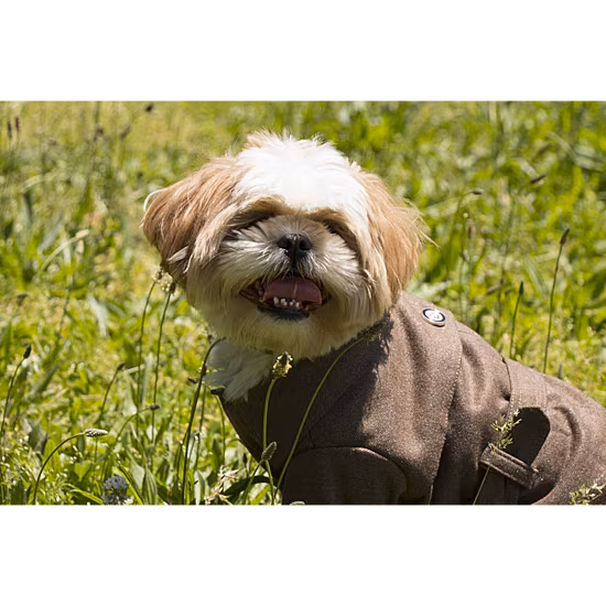 The Pet Life Galore Back-Buckled Fashion Wool Pet Coat