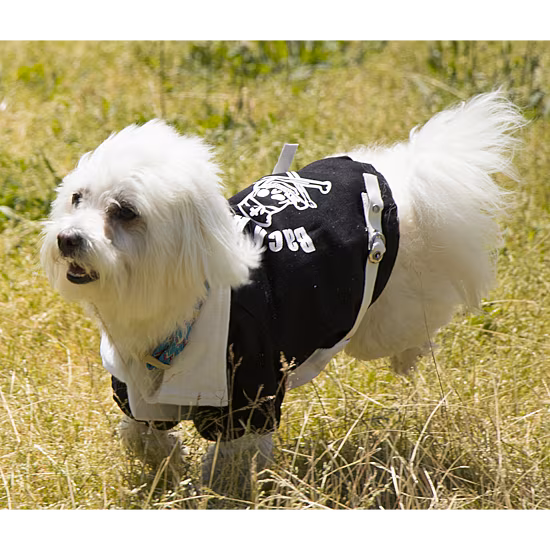 The Pet Life Varsity-Buckled Collared Pet Coat
