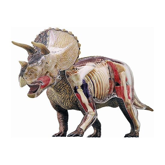 4d Master 4d Vision Triceratops Anatomy Model Puzzle