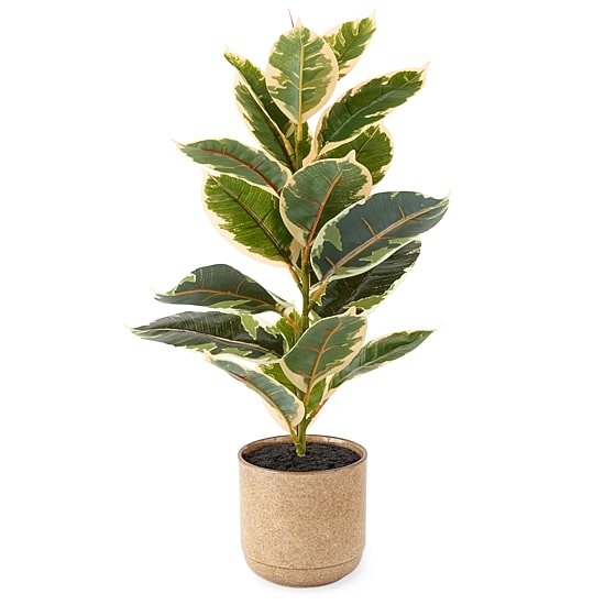 Linden Street 22in Varigated Rubber Artificial Plant