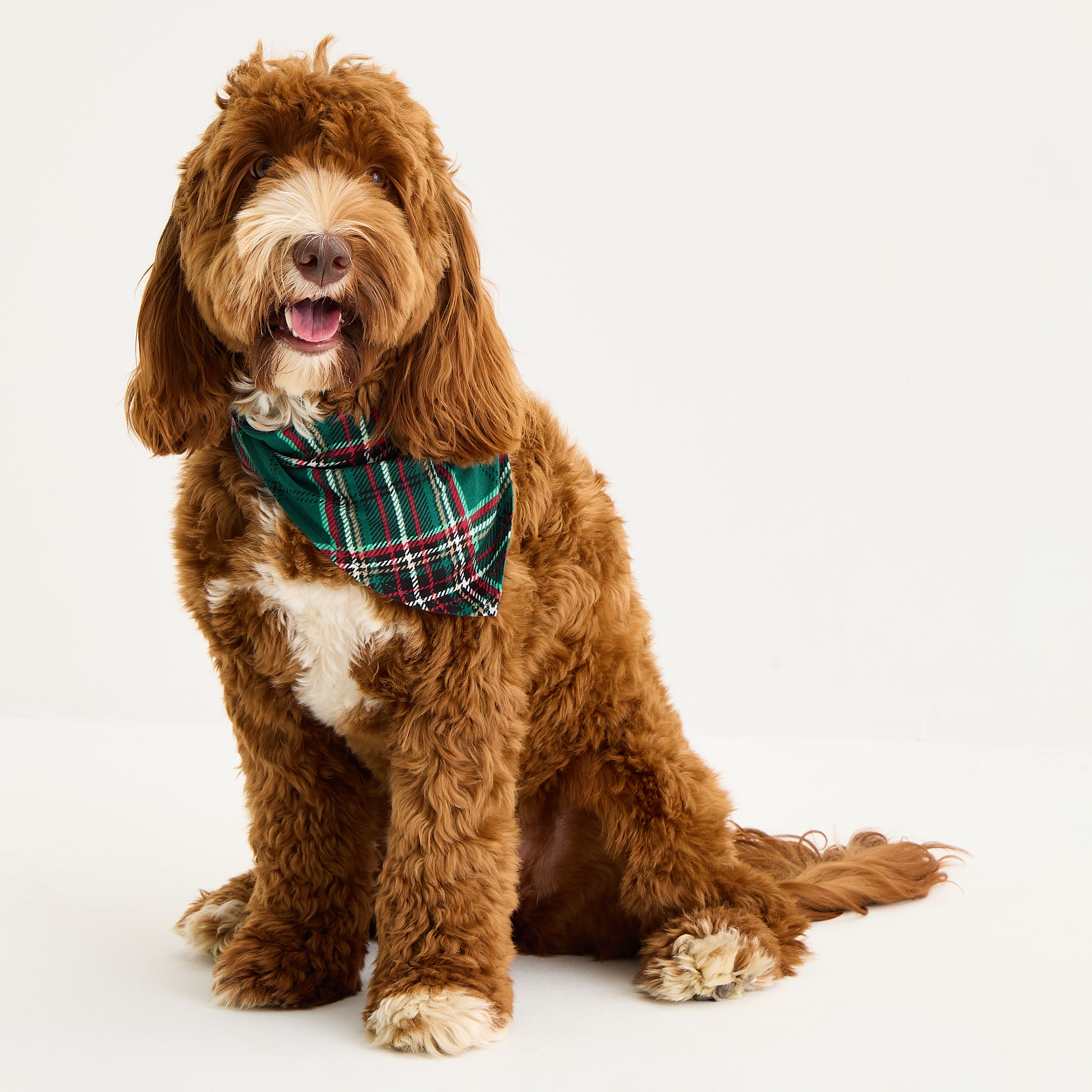 NPTC TARTAN PLAID PET BANDANA