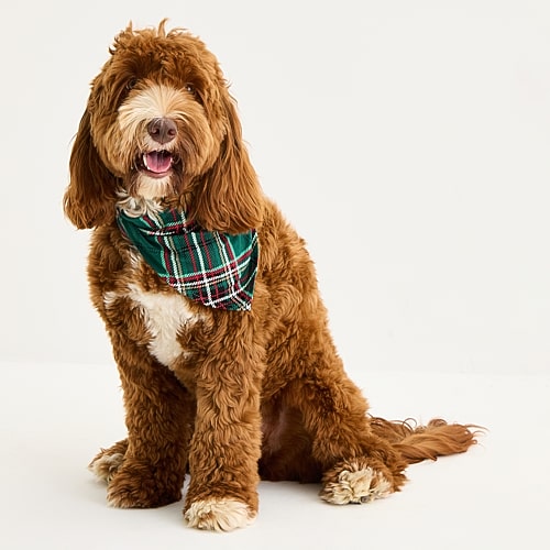 North Pole Trading Co Nptc Tartan Plaid Pet Bandana In Green