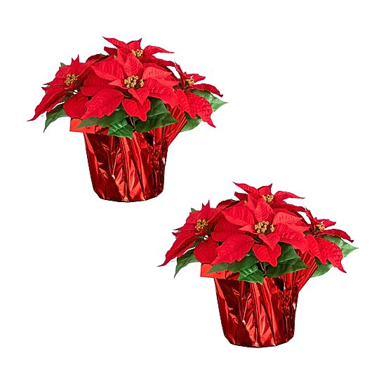 Nearly Natural 13" Poinsettia Arrangement 2-pc. Floral Arrangement