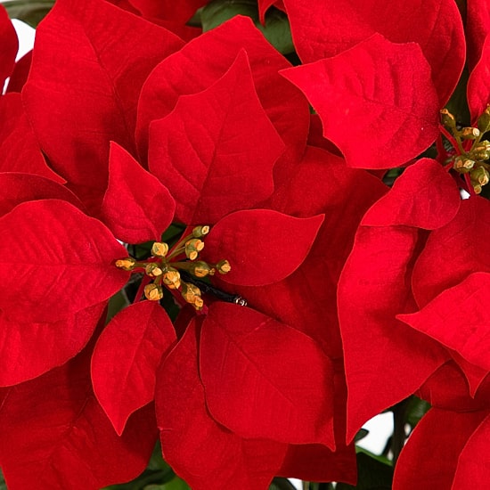 Nearly Natural 30" Pre-Lit Grand Velvet Poinsettia Floral Arrangement