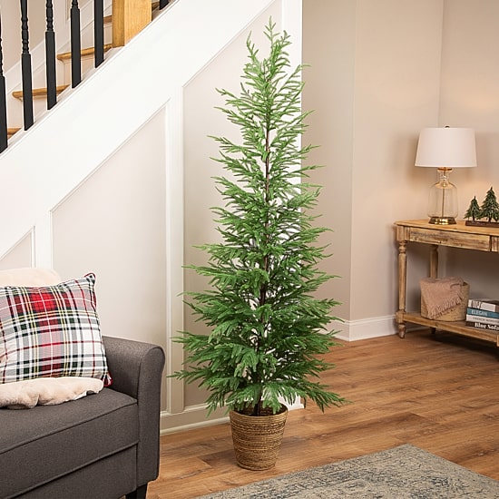 Northlight Medium Norfolk Pine Artificial Potted 6 Foot Potted Pine Christmas Tree