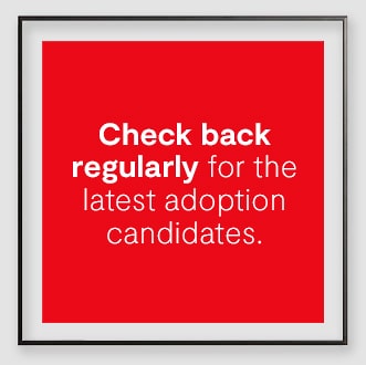 Check back regularly for the latest adoption candidates