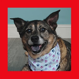 Doggies for Adoption