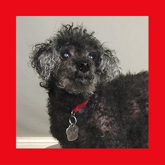 Doggies for Adoption