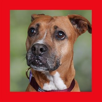 Doggies for Adoption