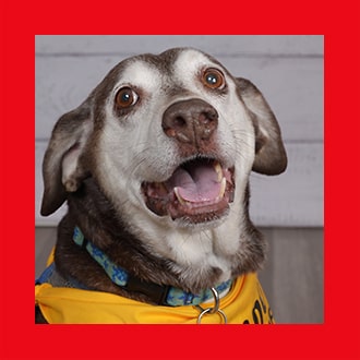 Doggies for Adoption