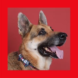 Doggies for Adoption